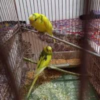 یک جفت مرغ عشق و یک عدد فنج|پرنده|قزوین, |دیوار