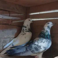 پرنده|پرنده|رشت, سیا اسطلخ|دیوار