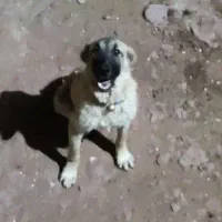 توله سراب افغان واگذاری