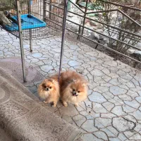 پامرانین ماده پرتقالی جفت خورده