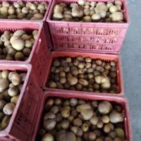 کیوی خونی درشت و متوسط