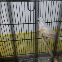 قناری موزاییکی