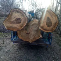 خریدار چوب درخت ارک حومه