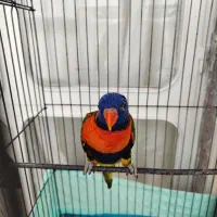 طوطی لوری لوریکیت|پرنده|تبریز, |دیوار