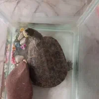 اکواریوم