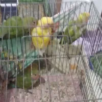 طوطی برزیلی