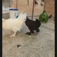 مرغ و خروس سلطان
