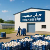استخدام آشپز آقا شرکت حباب سفید