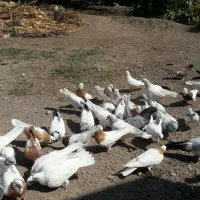 کبوتر|پرنده|گوگان, |دیوار