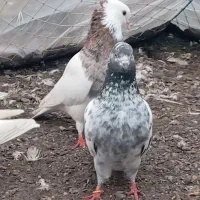 کبوتر پرشی|پرنده|بندر انزلی, بشمن|دیوار