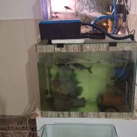 آکواریوم زیبا