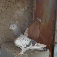 کفتر  زیر قیمت