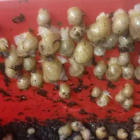 حلزون آلبینو . آچیتا|خزنده|قرچک, میرزائی جنوبی|دیوار