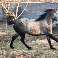 نریان کرد ۲ ساله