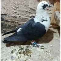 کبوتر گم شده|حیوانات|نیشابور, گنبد سبز|دیوار