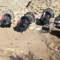 بوقلمون نر و ماده|حیوانات مزرعه|کرباسک, |دیوار