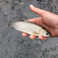 بچه ماهی کپور طلایی|ماهی|خرمآباد, |دیوار