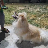 سگ خارجی پامرین