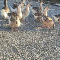 جوجه قو غاز اصیل آفریقای و لیندا