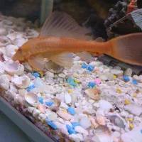 ماهی لجنخوارشکلاتی|ماهی|مشهد, عبادی|دیوار