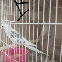 عروس هلندی دوکت البینو دوکت لوتینو زعفرونی|پرنده|مشهد, سیلو|دیوار