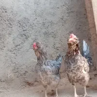 مرغ گلین|حیوانات مزرعه|اهواز, اسلام آباد غربی|دیوار