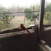 تخم و جوجه برای جوجه کشی