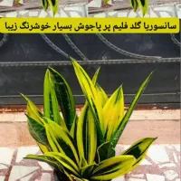 ۲۰عدد گل آپارتمانی خوشگل مشتری واقعی تخفیف هم داره|گل و گیاه طبیعی|رشت, عینک|دیوار