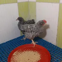 مرغ و خروس نیمچه نژادها زینتی برهما، سلطان ، آمروک|حیوانات مزرعه|قم, شهرک امام حسن|دیوار