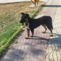 سگ ژرمن شیپر|سگ|اهواز, زرگان|دیوار