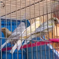 فروش قناری|پرنده|بروجن, |دیوار