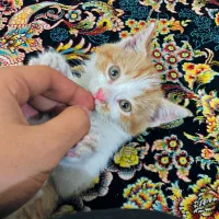 واگذاری بچه گربه نارنجی|گربه|اصفهان, کشاورزی|دیوار