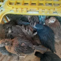 جوجه۳۵ روزه ۲۰۰ هزارتومن