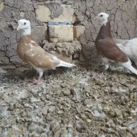 کجکله|پرنده|نیشابور, باغ نو|دیوار
