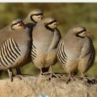 سن ۸/۵ ماهه|حیوانات مزرعه|قم, انسجام|دیوار
