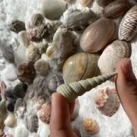 صدف های چابهار و هرمز برای تزیین و رشد گیاهان