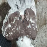 نرکلاغ سرخ.ماده کربلایی مشکی|پرنده|تربت‌حیدریه, باغ سلطانی|دیوار