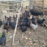 فروش حدود۵۵مرغ سالم وتخم گزار|حیوانات مزرعه|شهمیرزاد, |دیوار