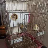 یه جفت عروس هلندی با جوجه|پرنده|شیراز, ابیوردی|دیوار