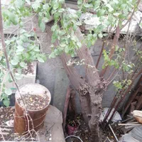 خریدار انواع درخت و قطع نخل|خدمات باغبانی و درختکاری|بوشهر, |دیوار