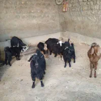 چهار بوز چهار بی برای فروش به شرت سالم بودن|حیوانات مزرعه|پلدختر, |دیوار