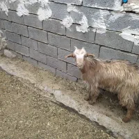 کهره ماده|حیوانات مزرعه|بهبهان, |دیوار