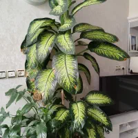 گل دفین باخیا آپارتمانی|گل و گیاه طبیعی|مشهد, شهید معقول|دیوار