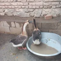 گو غاز چینی