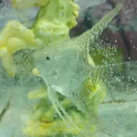 یک عدد آنجل|ماهی|قائن, |دیوار