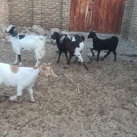 بز و بزغاله سفت چاق|حیوانات مزرعه|کاخک, |دیوار