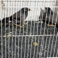 یه جفت مرغ مینا نروماده بفروش میرسد