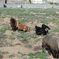 سه راس بزغاله پاکستانی و دوبر