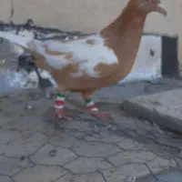 ماده افغانی زرد|پرنده|تربت‌حیدریه, کلاته توکلی|دیوار