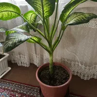 گل طبیعی|گل و گیاه طبیعی|اردبیل, |دیوار